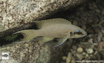 Neolamprologus brichardi 'Lwilwi Island'